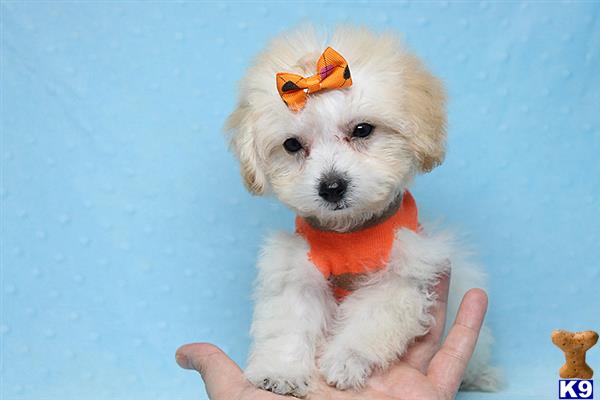 PuppyHeaven1 Picture 1